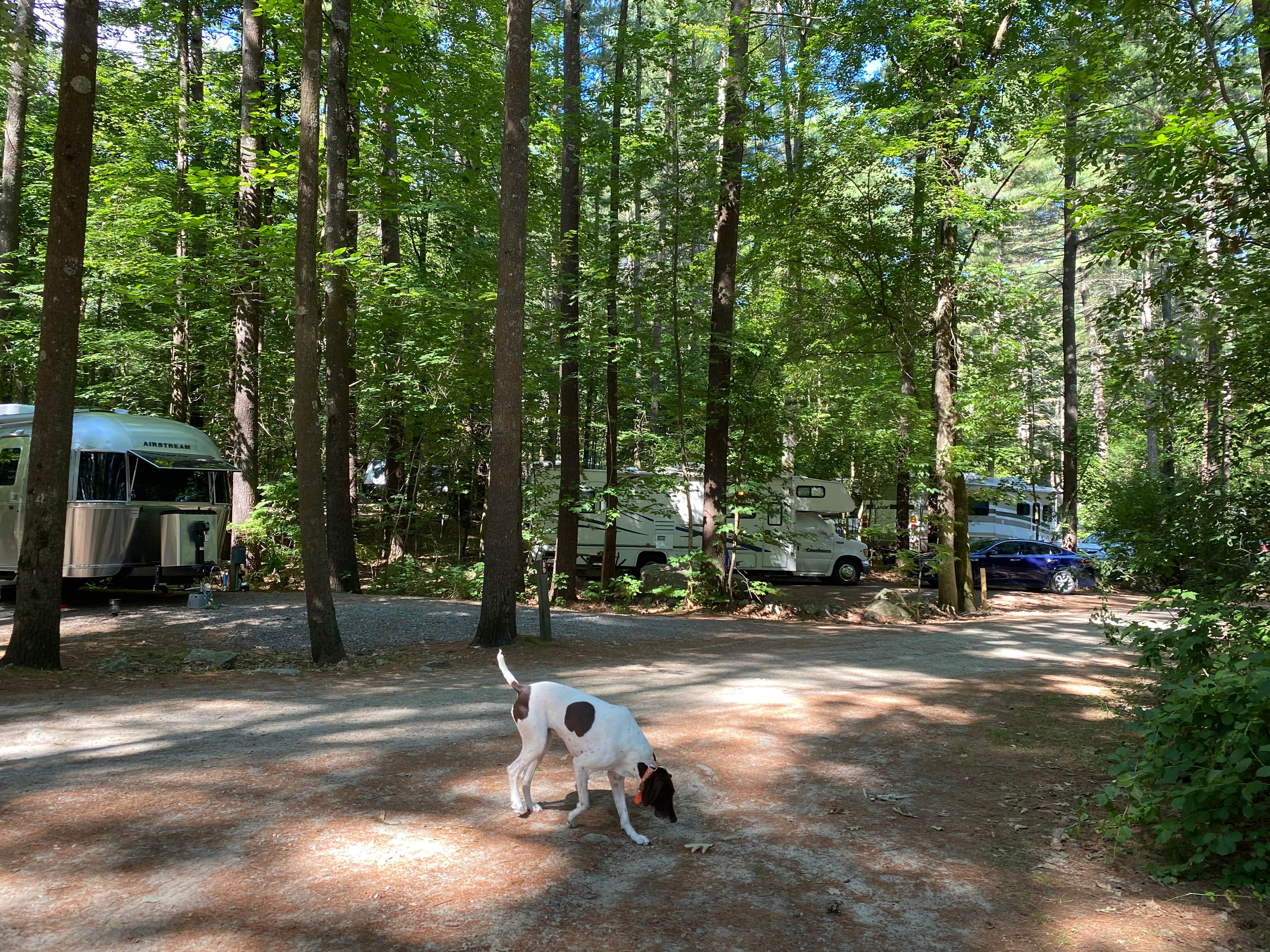 mary F.'s photo of camping with pets at Spacious Skies Minute Man near Methuen Town, MA