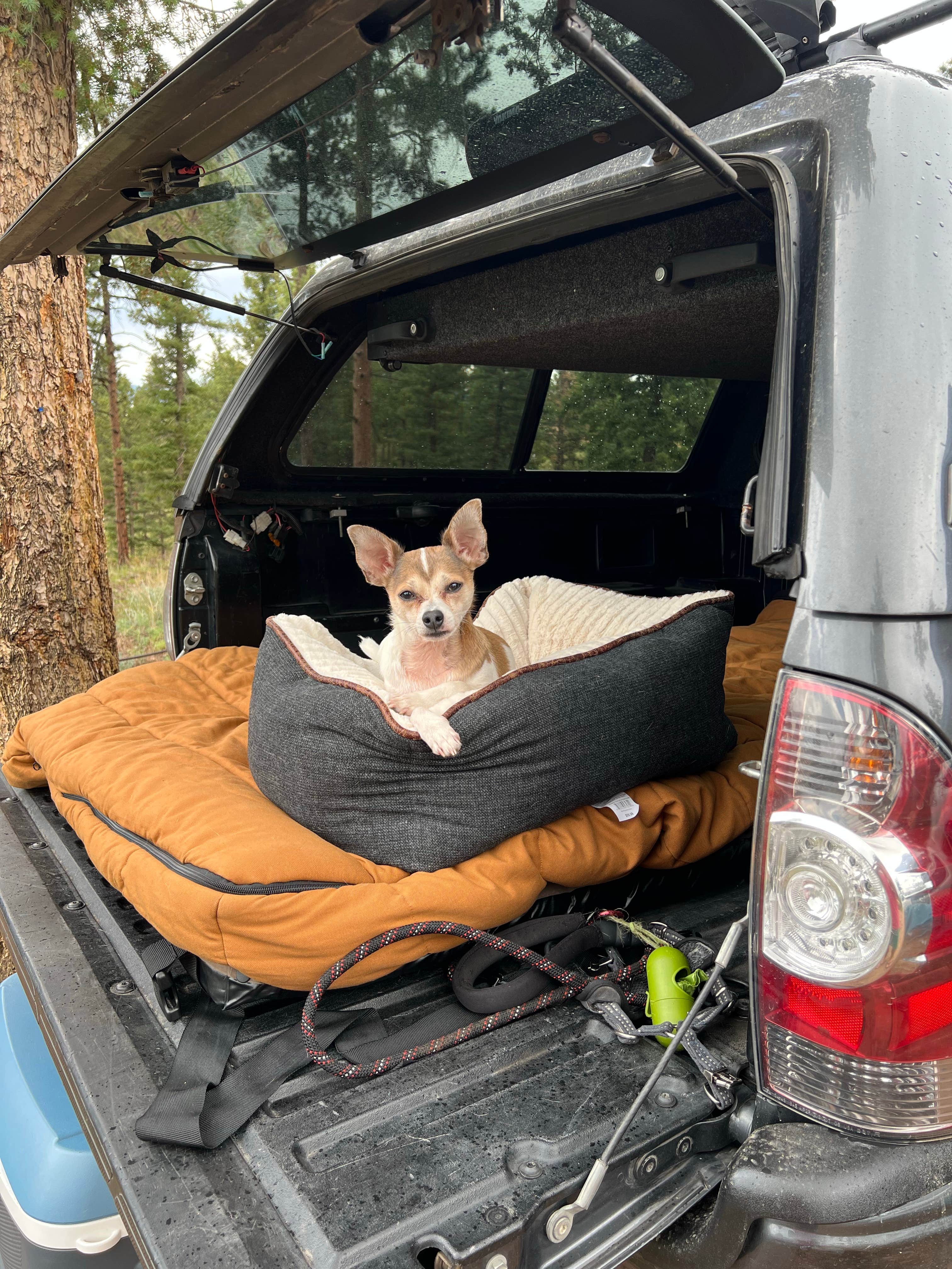 Jinho T.'s photo of camping with pets at Buffalo Creek Recreation Area near Parker, CO
