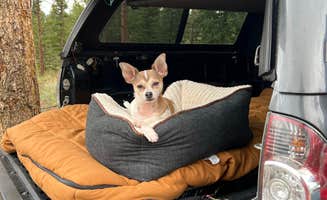 Jinho T.'s photo of camping with pets at Buffalo Creek Recreation Area near Littleton, CO