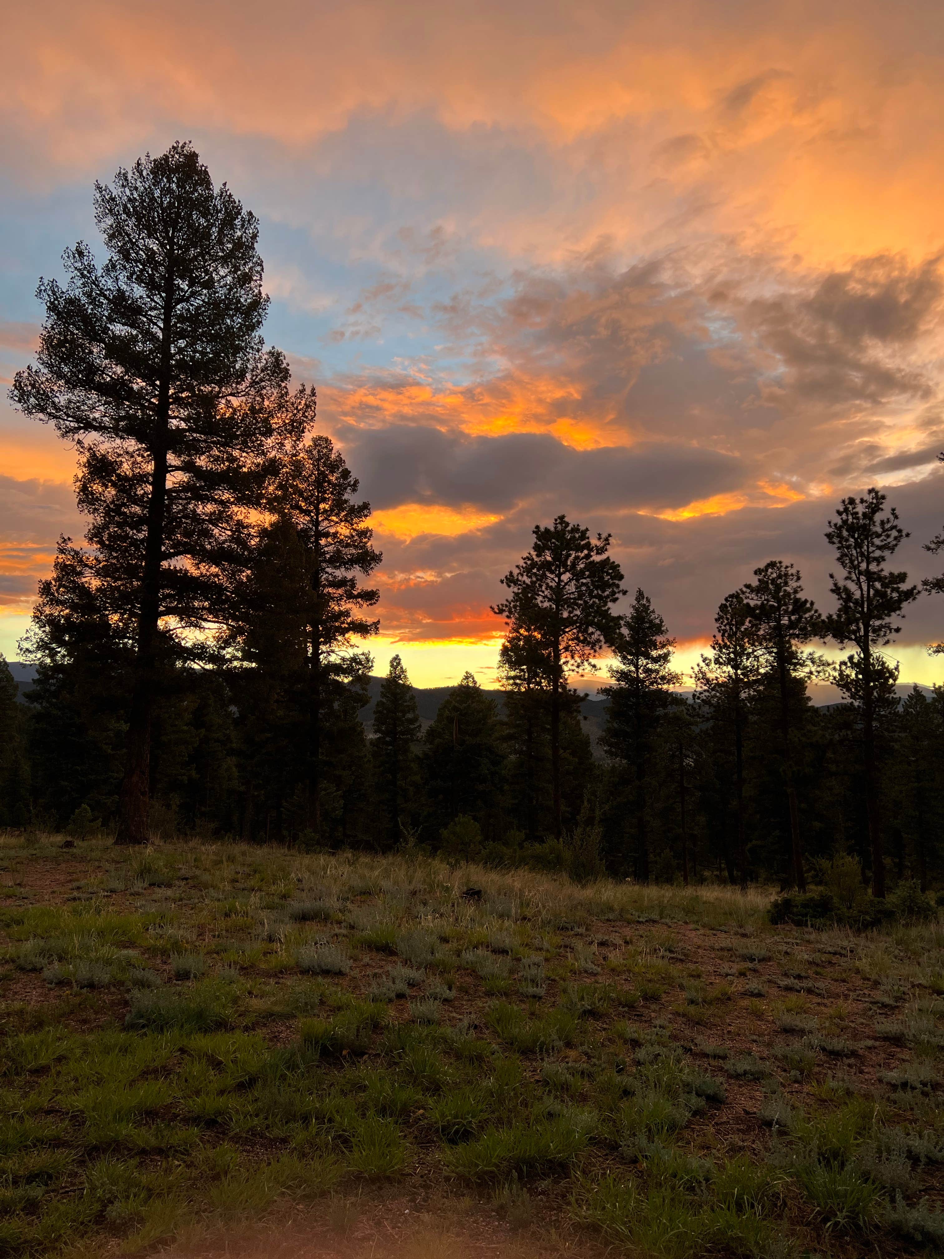 Jinho T.'s photo of a dispersed camping area at Buffalo Creek Recreation Area in Colorado