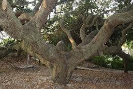 Camper submitted image from Stafford Beach Campground — Cumberland Island National Seashore - 1