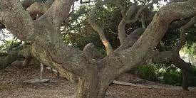 Camper submitted image from Stafford Beach Campground — Cumberland Island National Seashore