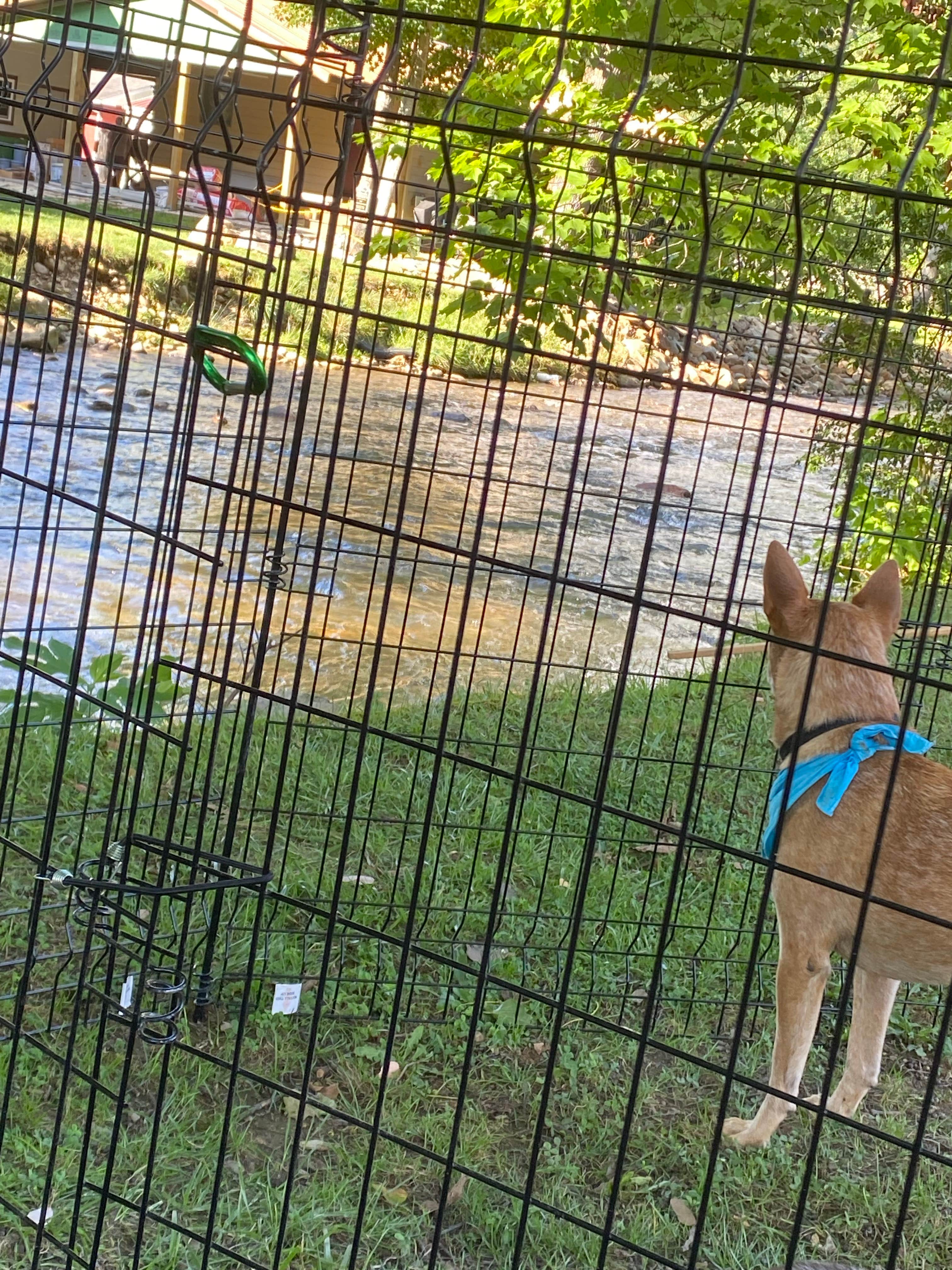 Sonya P.'s photo of camping with pets at Stonebridge RV Resort near Maggie Valley, NC