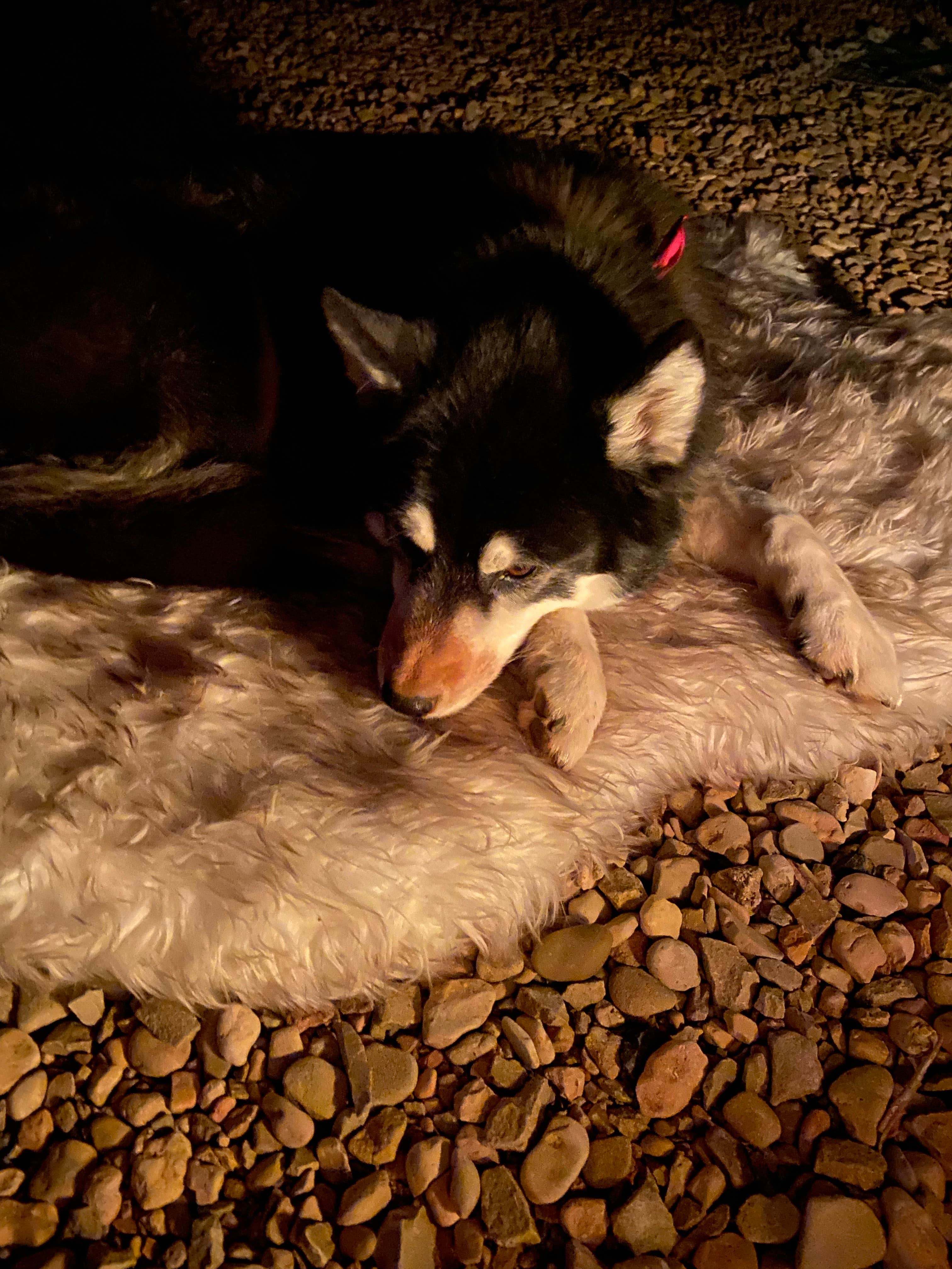 Alyssa L.'s photo of camping with pets at Dark Sky RV Park & Campground near Kanab, UT