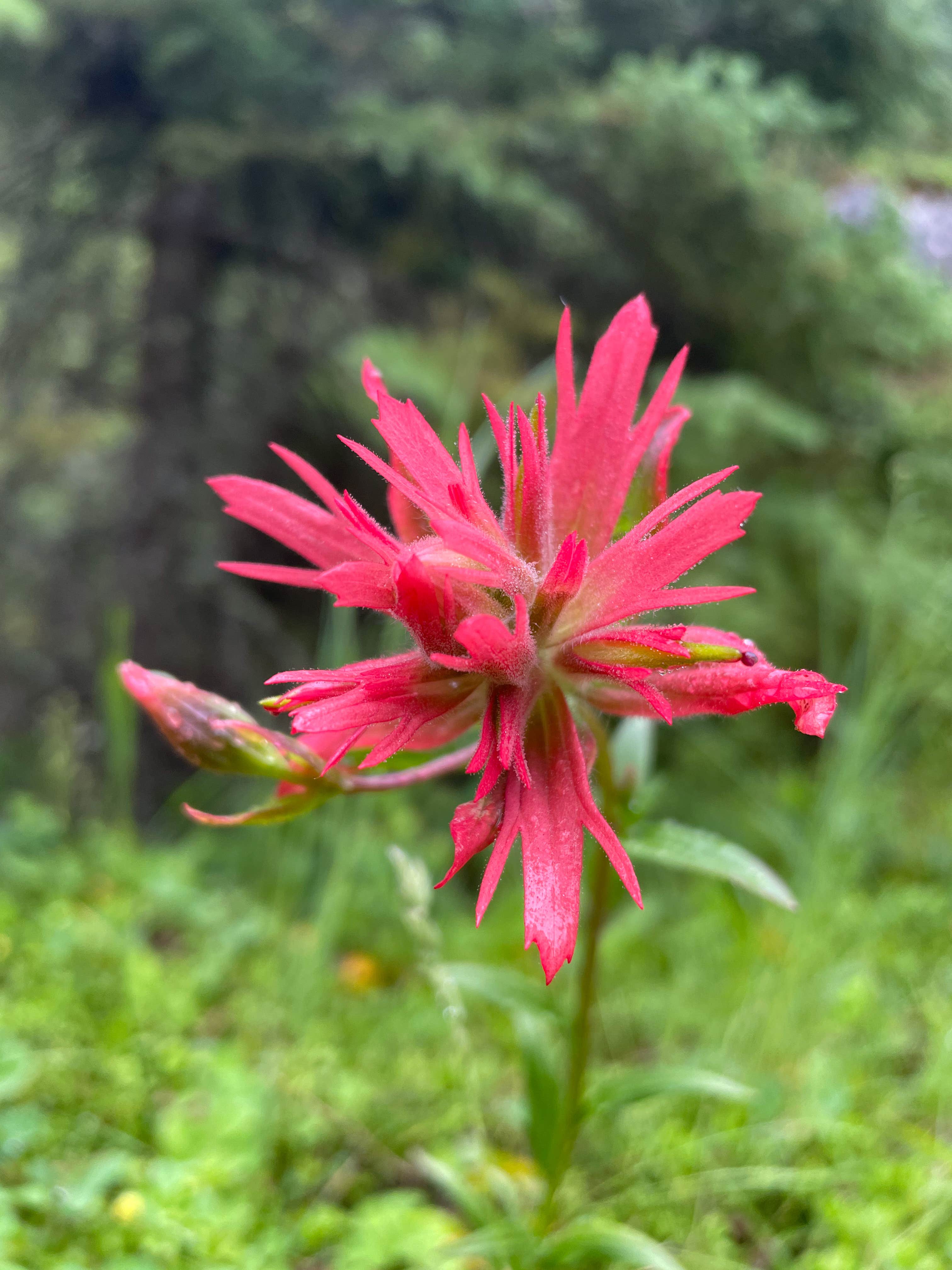 Camper-submitted photo at Logging Creek near Lewis and Clark National Forest
