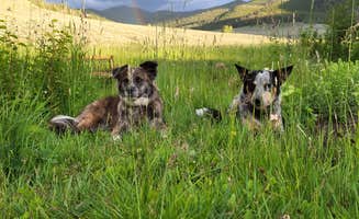 Kevin C.'s photo of camping with pets at Needle Creek Ranch near Gunnison, CO