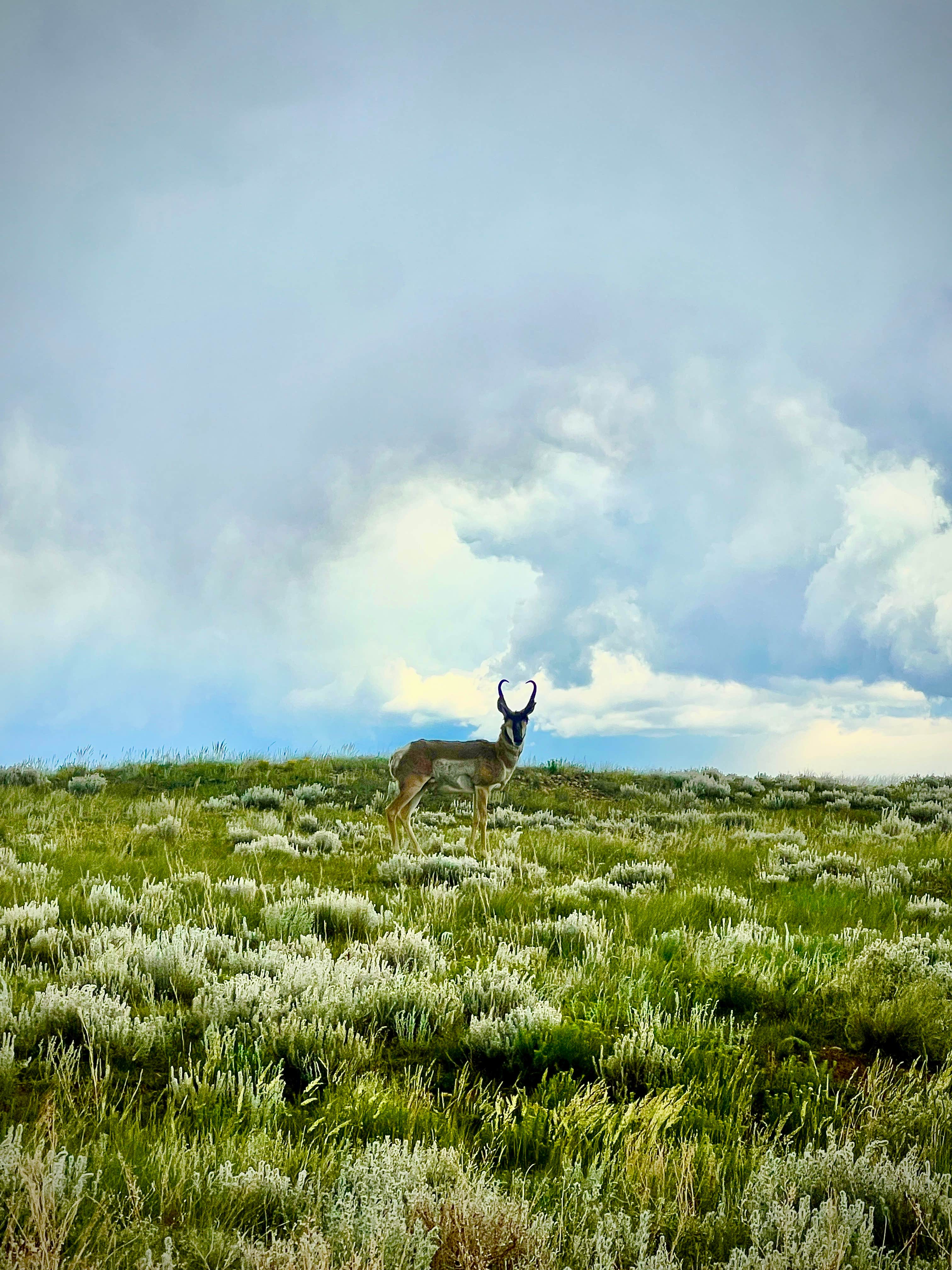 Camper-submitted photo at Cove Campground near Lake George, CO
