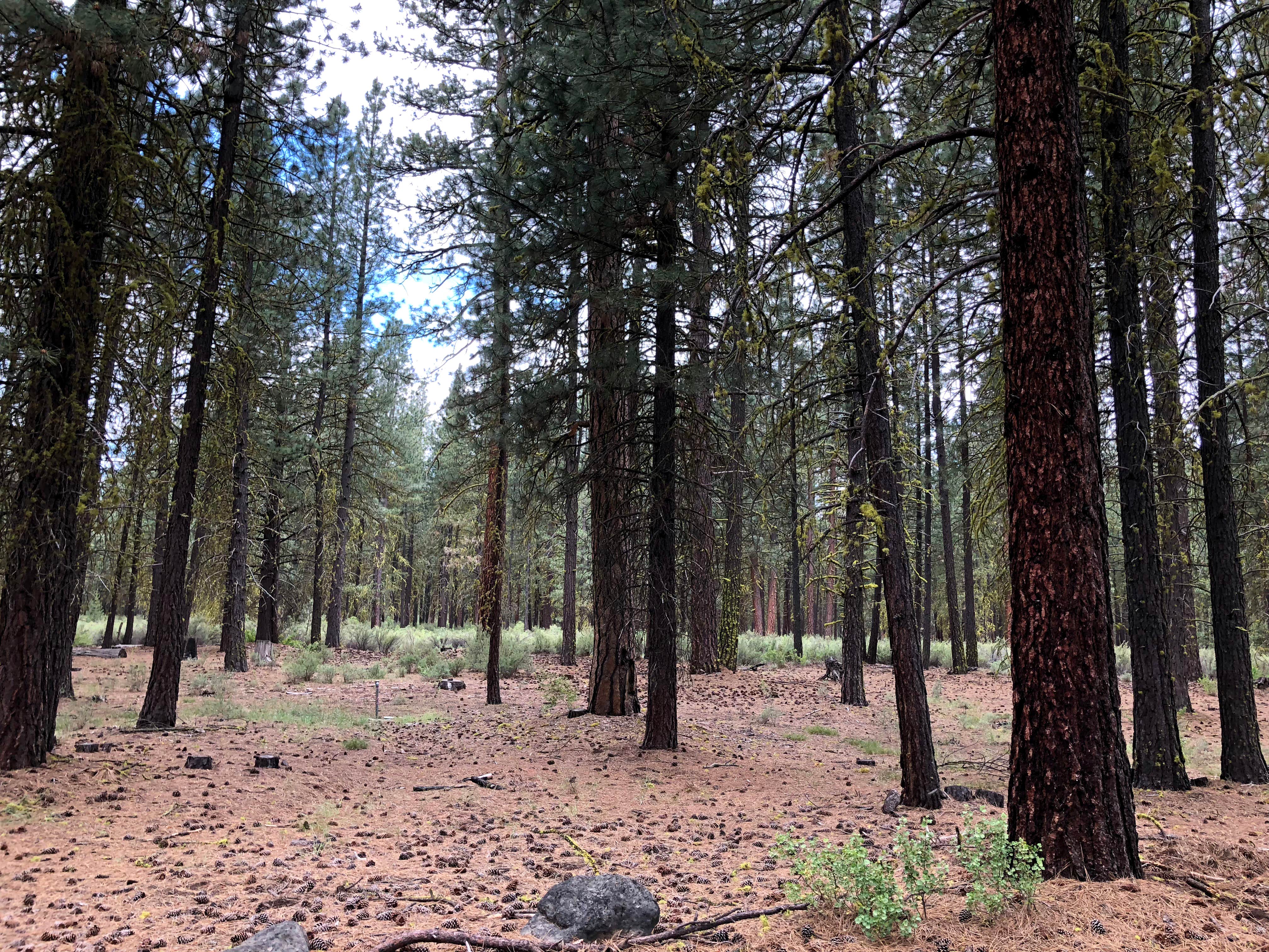 Camper-submitted photo at Collier Memorial State Park Campground near Chiloquin, OR