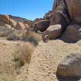 Review photo of White Tank Campground — Joshua Tree National Park by Lilliana M., July 14, 2022
