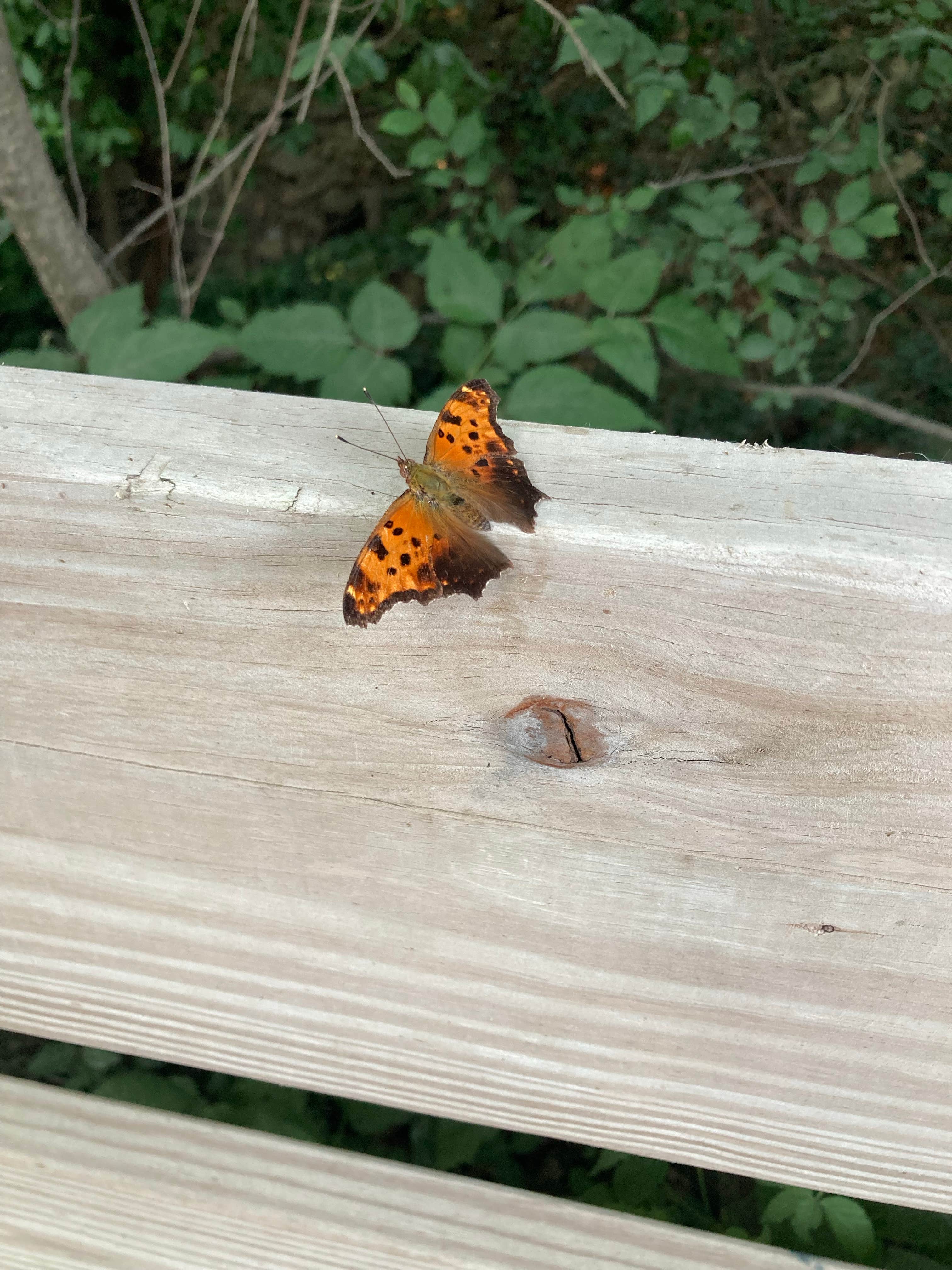 Camper-submitted photo at Riverside Park near Mapleton, IL