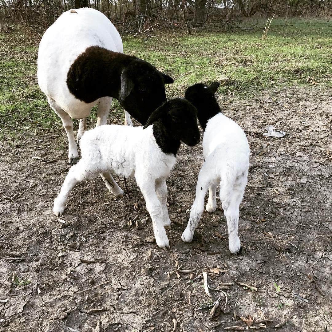 Erica B.'s photo of camping with pets at Hackberry Hills near Franklin, TX