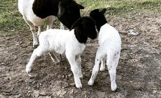 Erica B.'s photo of camping with pets at Hackberry Hills near Moody, TX