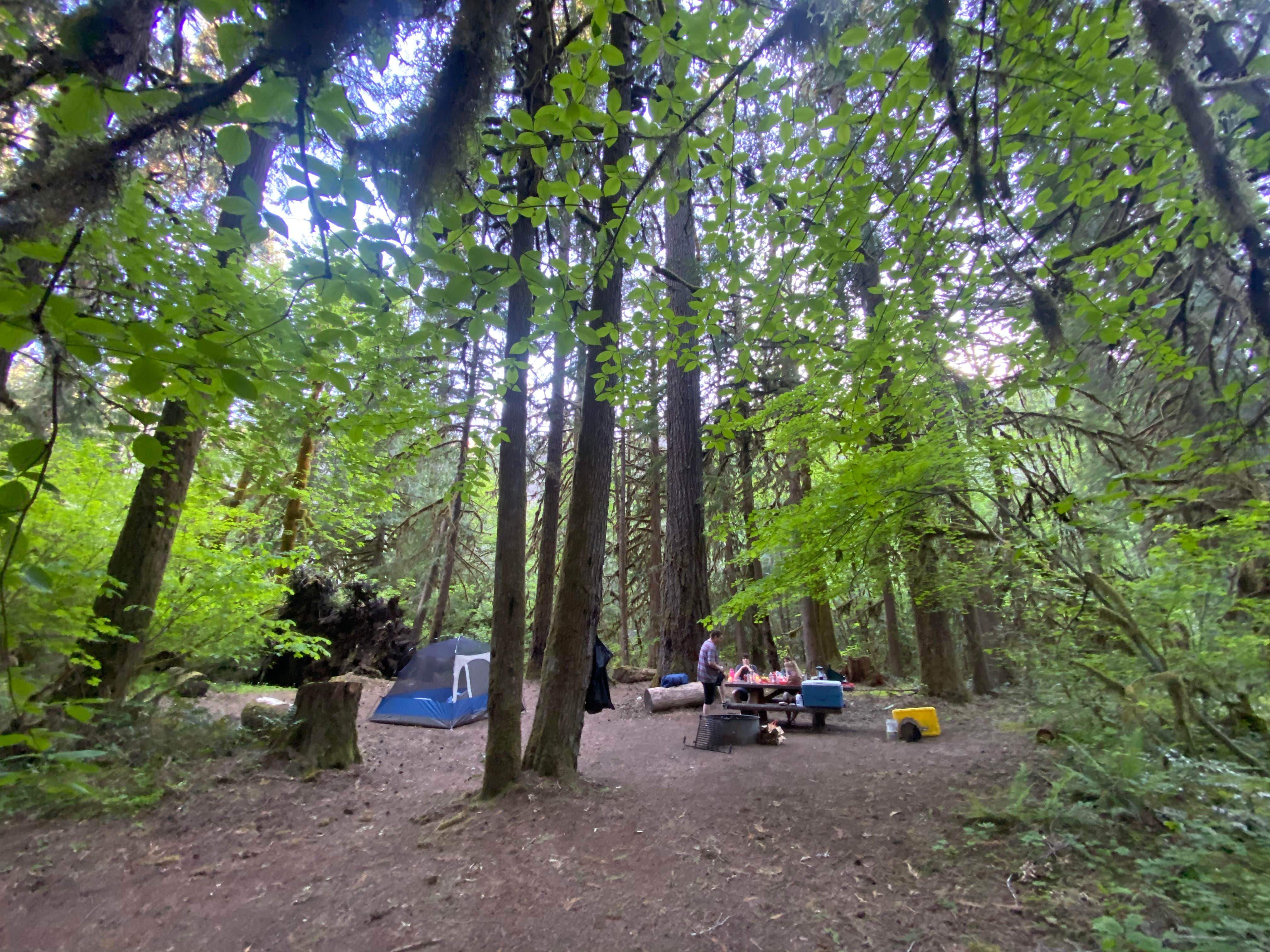 Autumn O.'s photo at French Pete Campground near Vida, OR