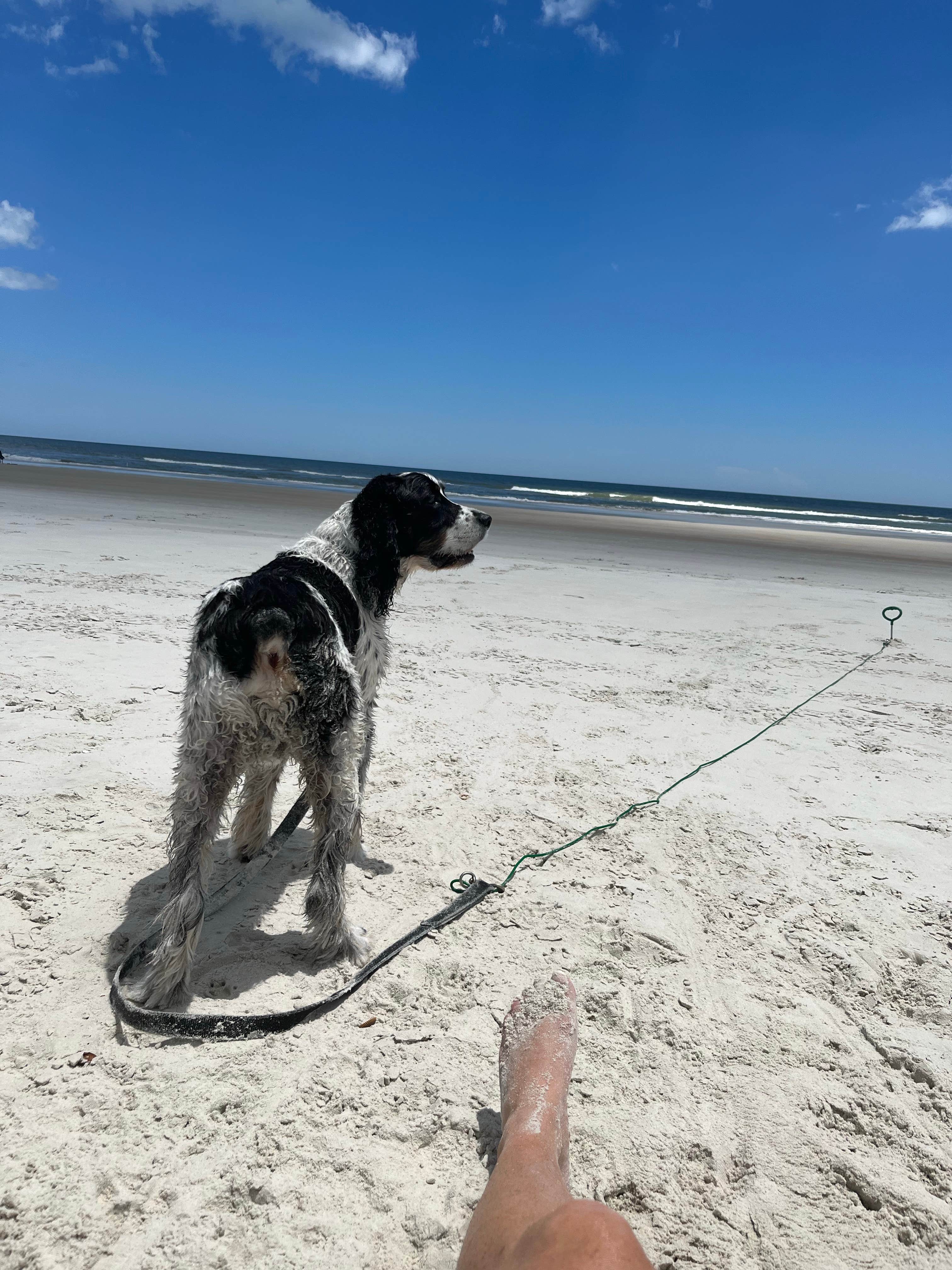Amy M.'s photo of camping with pets at Ocean Grove RV Resort near St. Augustine, FL