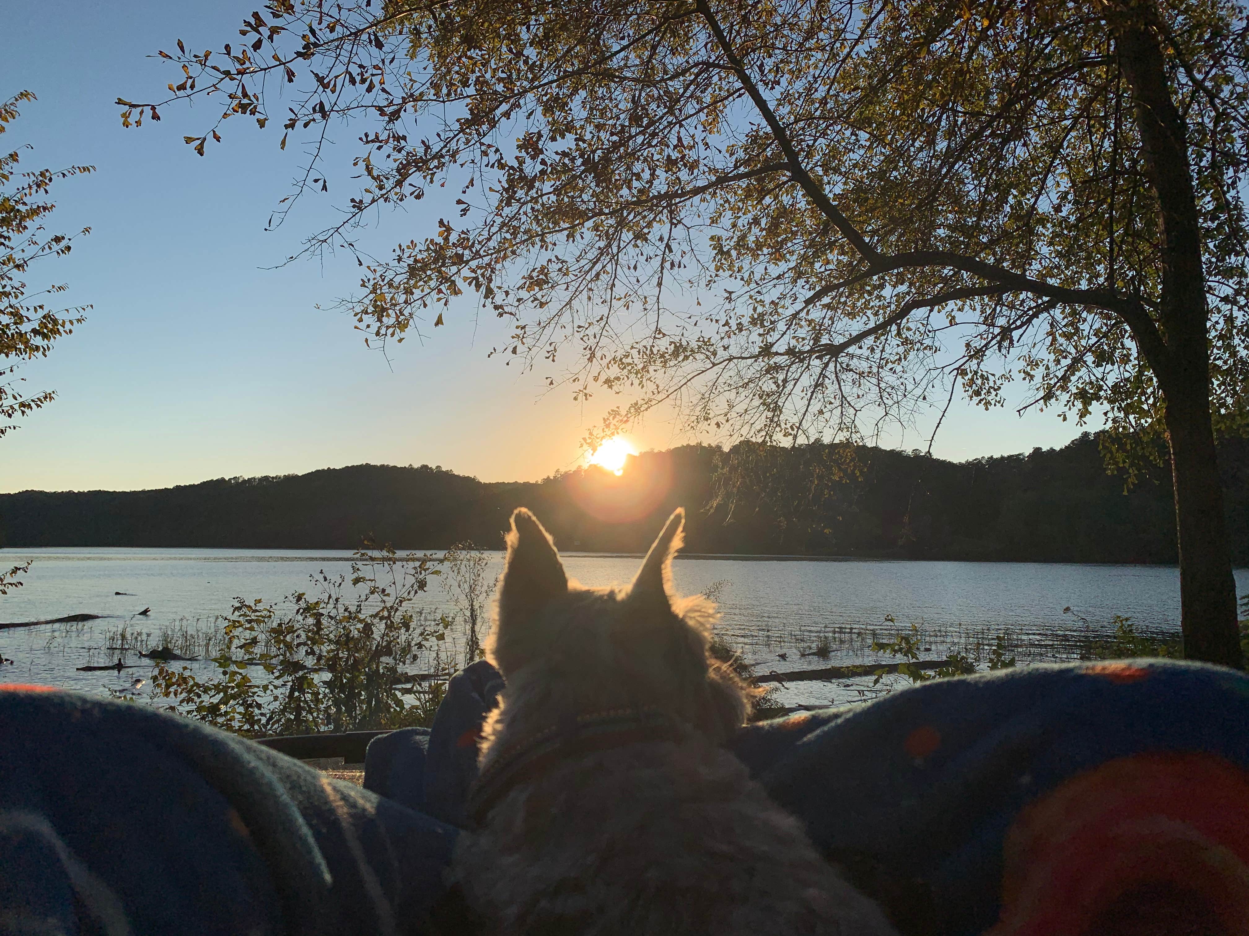 Linda G.'s photo of camping with pets at Burchfield Branch Park near Cordova, AL