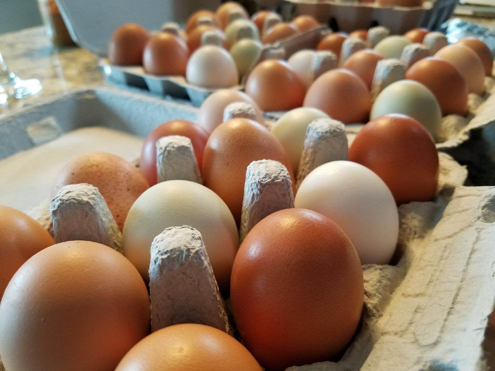 Camper-submitted photo at Mother Earth Organic Farm near Fairplay, MD