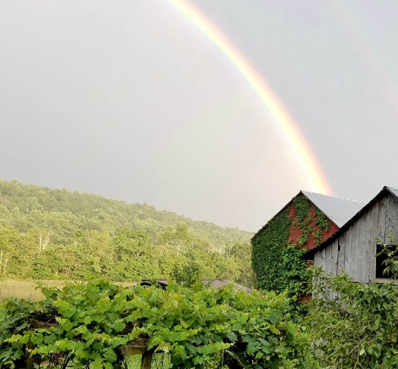 Camper-submitted photo at Mother Earth Organic Farm near Fairplay, MD