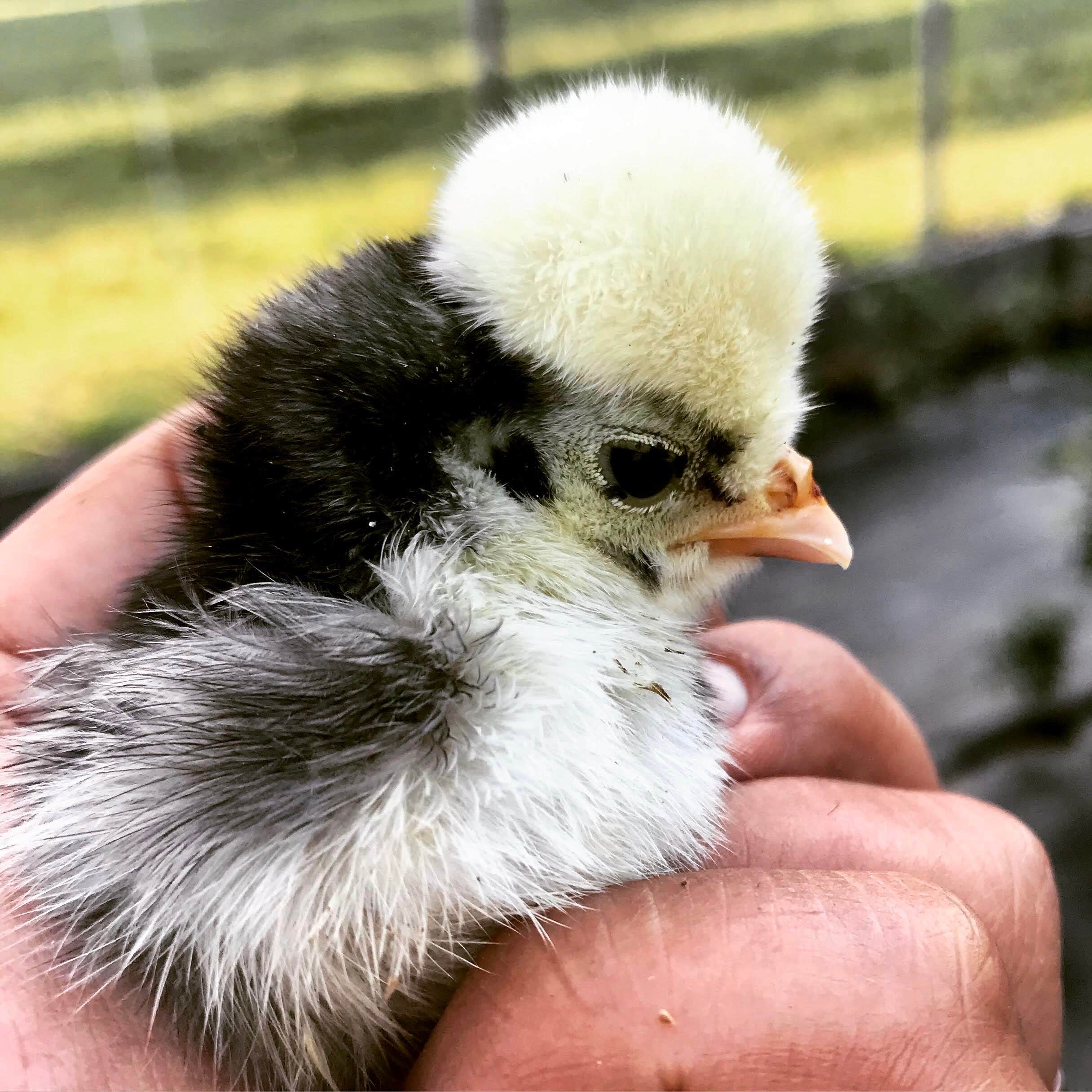 Camper-submitted photo at Mother Earth Organic Farm near Fairplay, MD