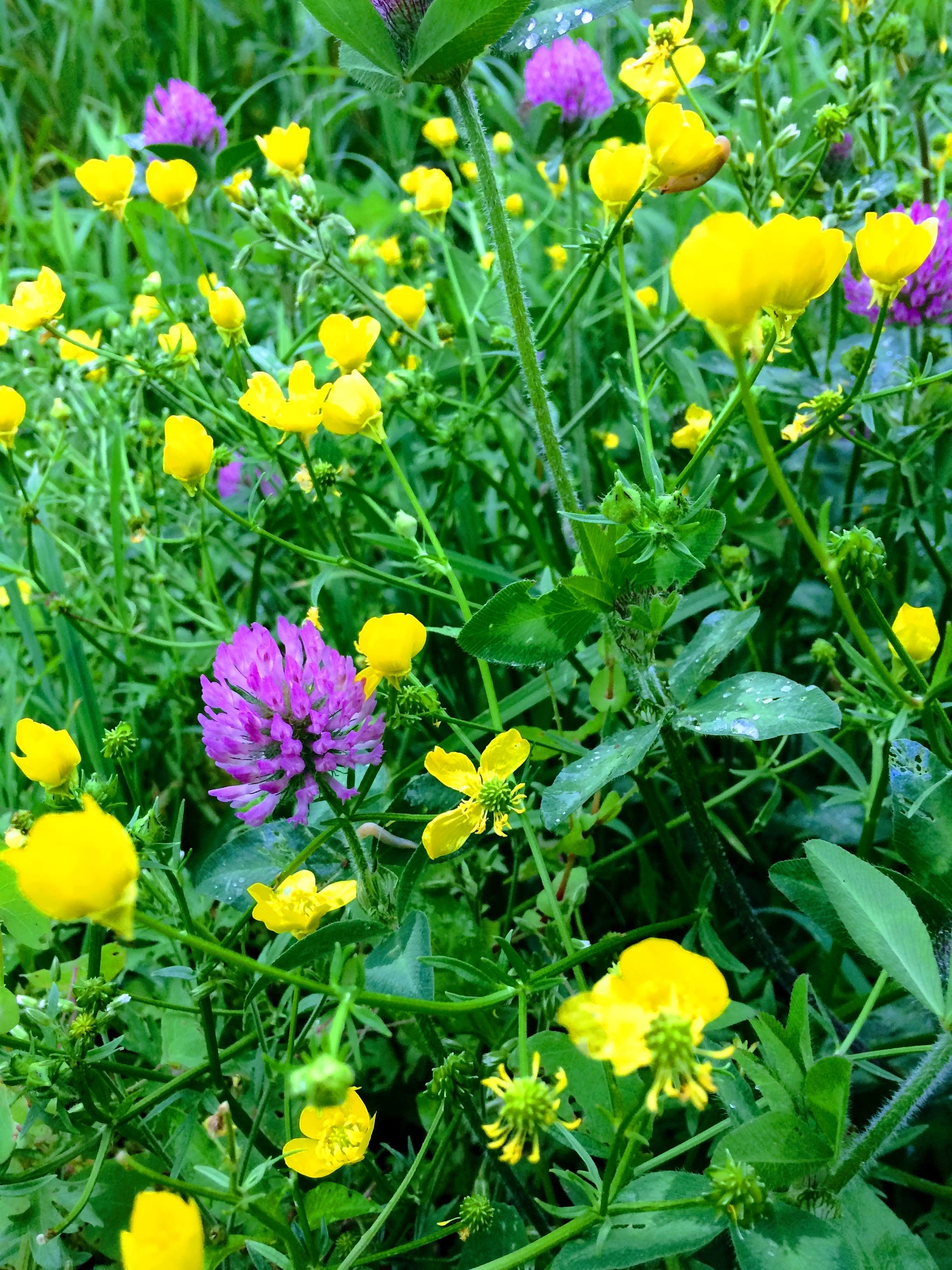 Camper-submitted photo at Mother Earth Organic Farm near Fairplay, MD