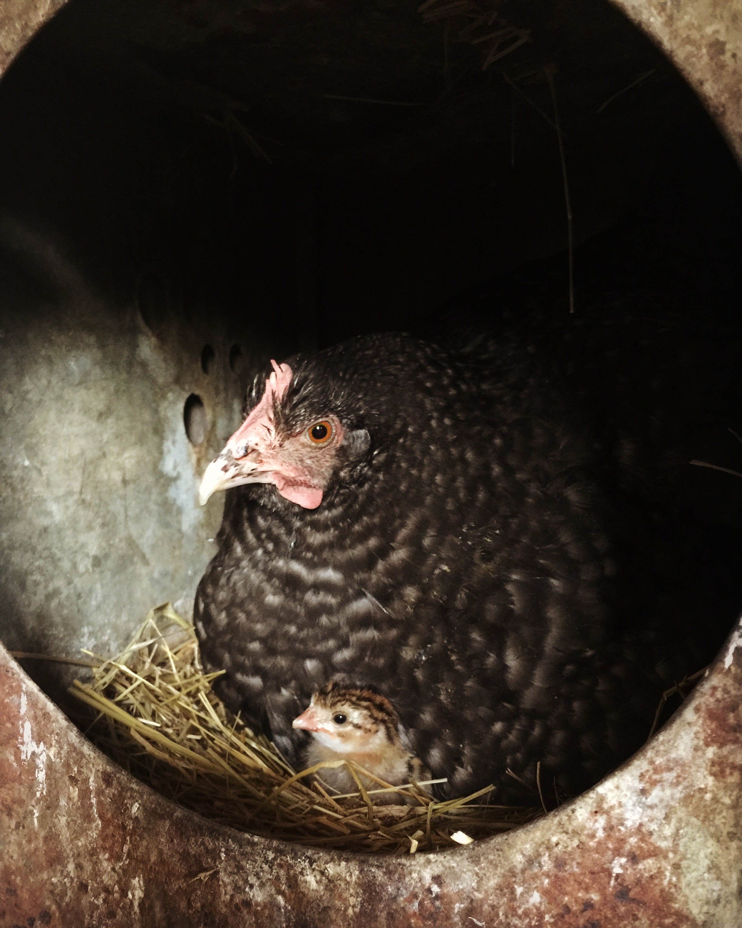 Camper-submitted photo at Mother Earth Organic Farm near Fairplay, MD
