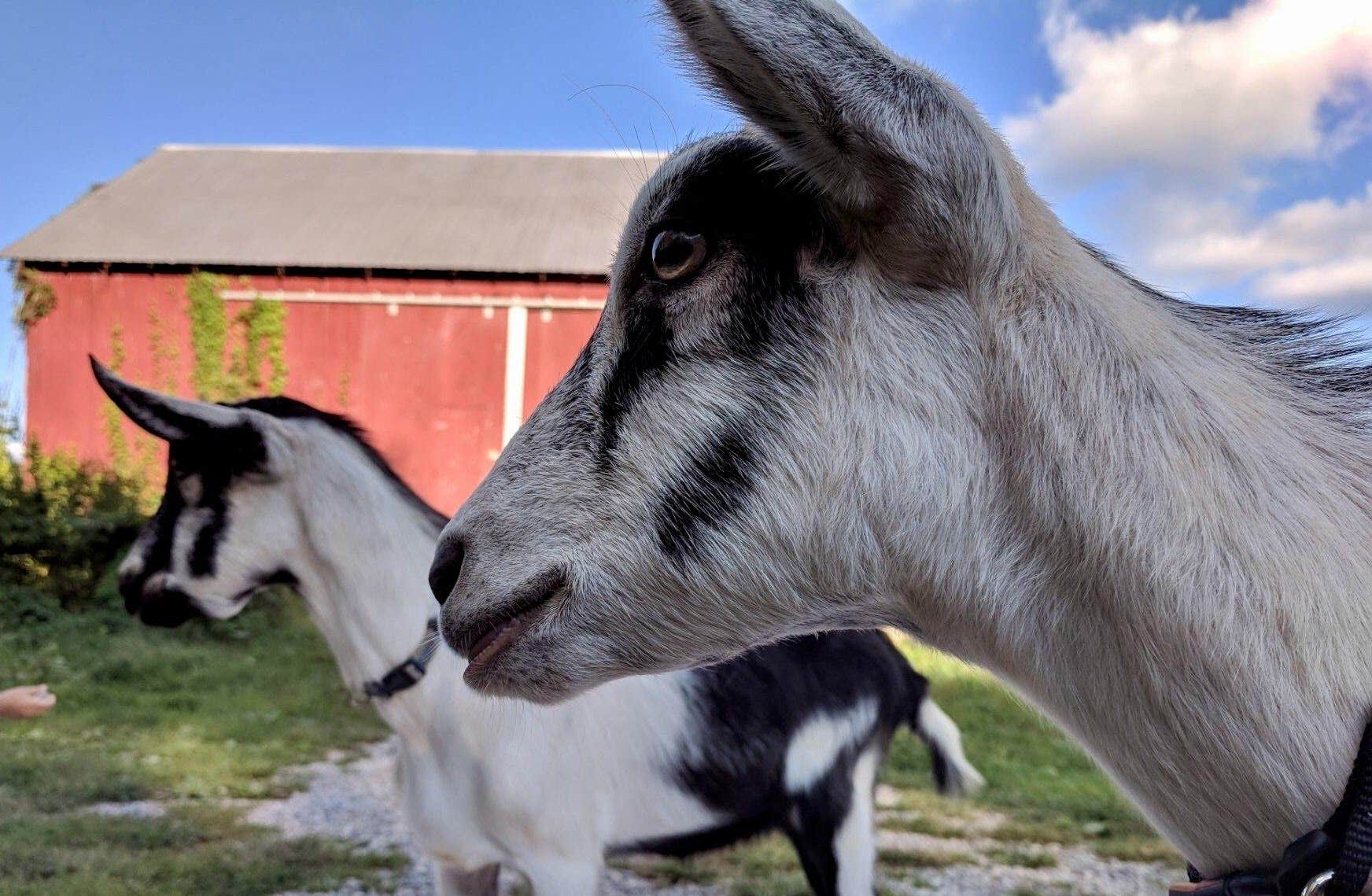 Mehra B.'s photo of camping with pets at Mother Earth Organic Farm near Waynesboro, PA
