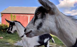 Mehra B.'s photo of camping with pets at Mother Earth Organic Farm near Chambersburg, PA