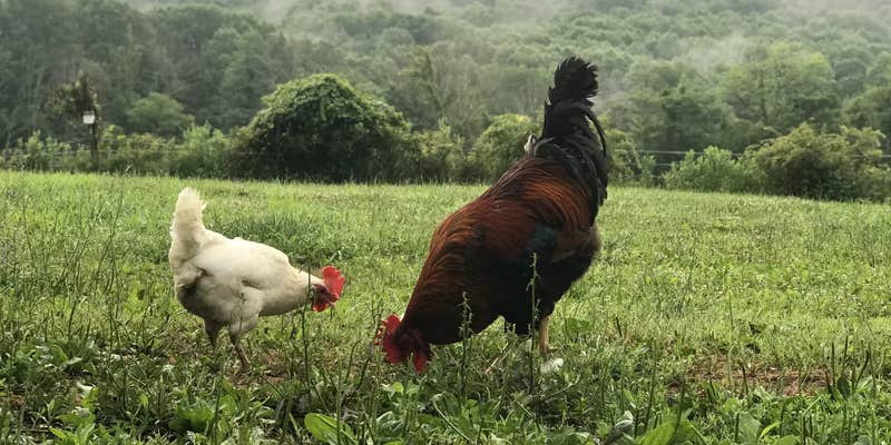 Camper submitted image from Mother Earth Organic Farm