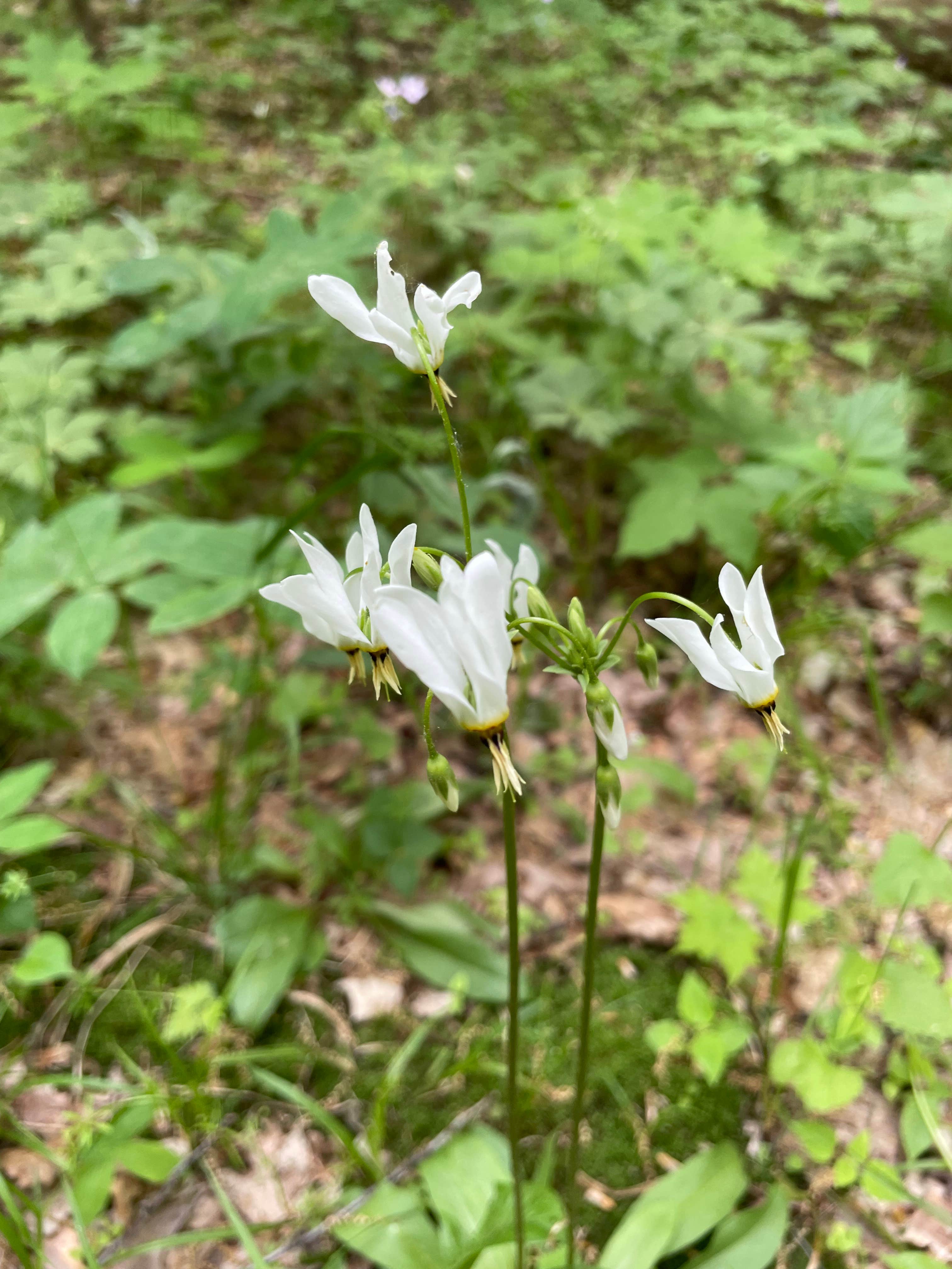 Camper-submitted photo at Kettle Moraine State Forest Long Lake Campground near Malone, WI