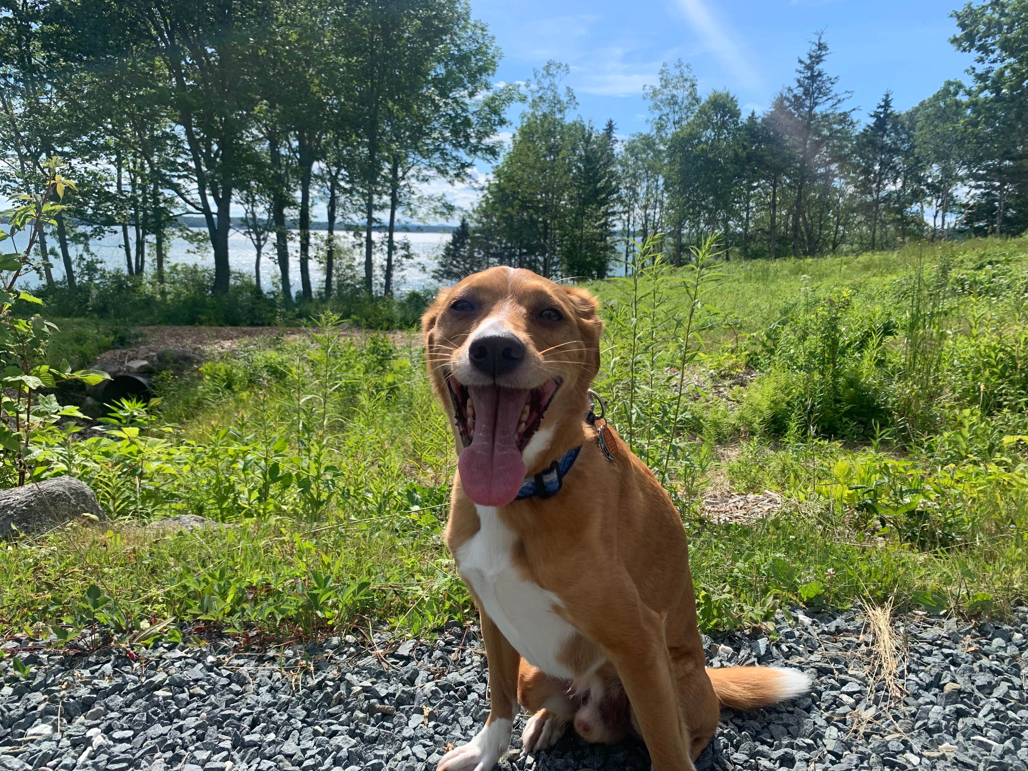 Michael K.'s photo of camping with pets at Oceanfront Camping @ Reach Knolls near Stonington, ME