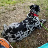 Review photo of Croatan National Forest Neuse River Campground by Carol C., July 16, 2022