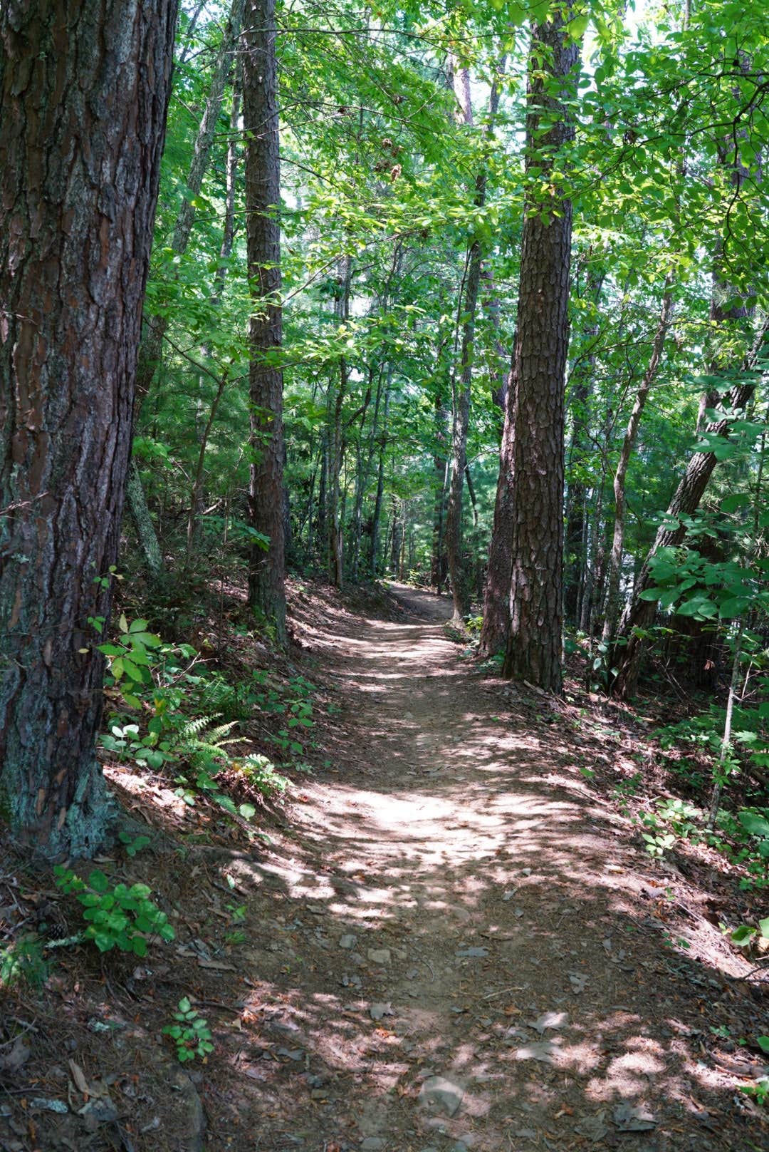 Jackrabbit Mountain Camping | Hayesville, NC