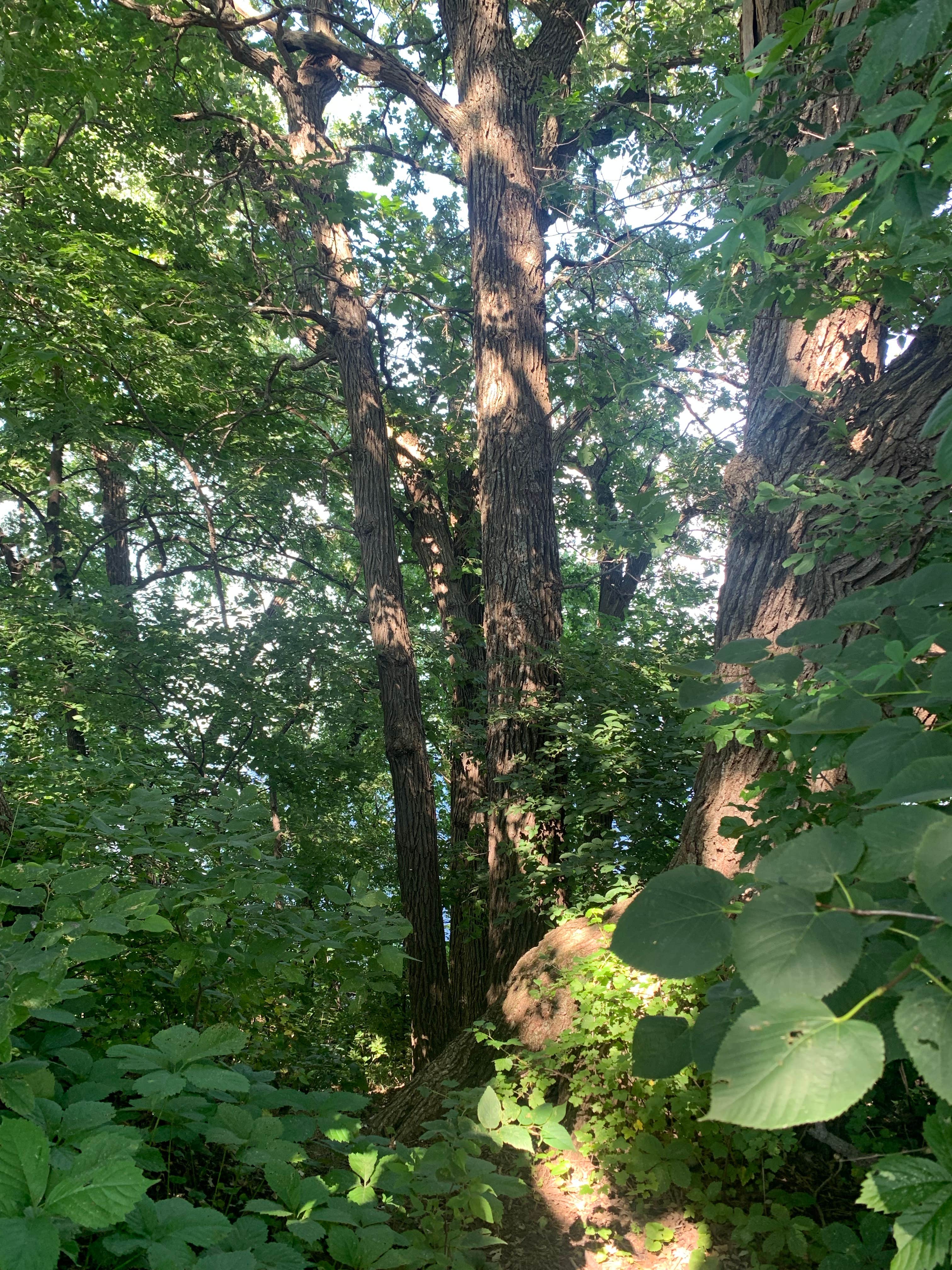 Camper-submitted photo at Marble Beach State Recreation Area Campground near Ocheyedan, IA