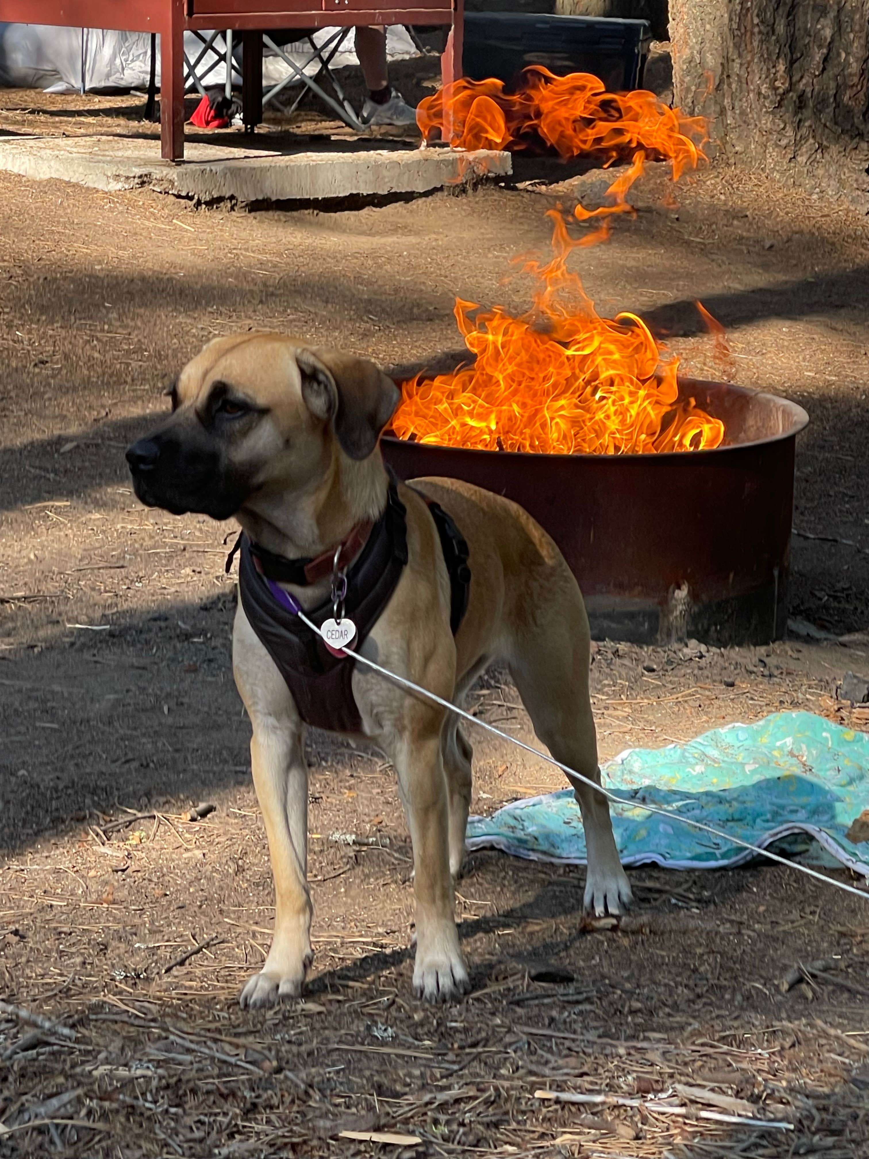 Angelie B.'s photo of camping with pets at Wench Creek Campground near South Lake Tahoe, CA