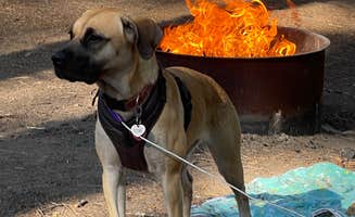 Angelie B.'s photo of camping with pets at Wench Creek Campground near South Lake Tahoe, CA