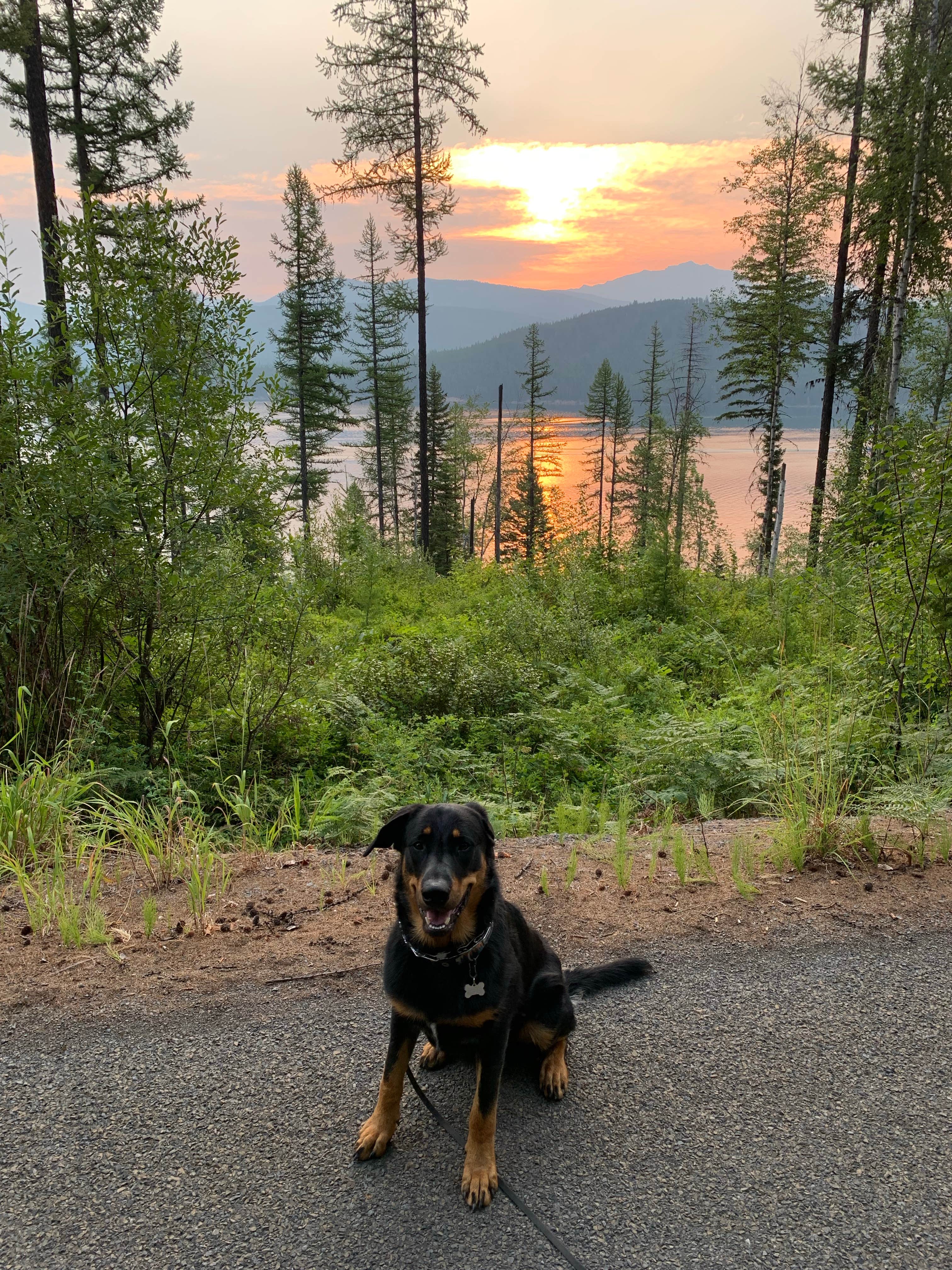 CHris B.'s photo of camping with pets at Lost Johnny Point Campground near Flathead National Forest