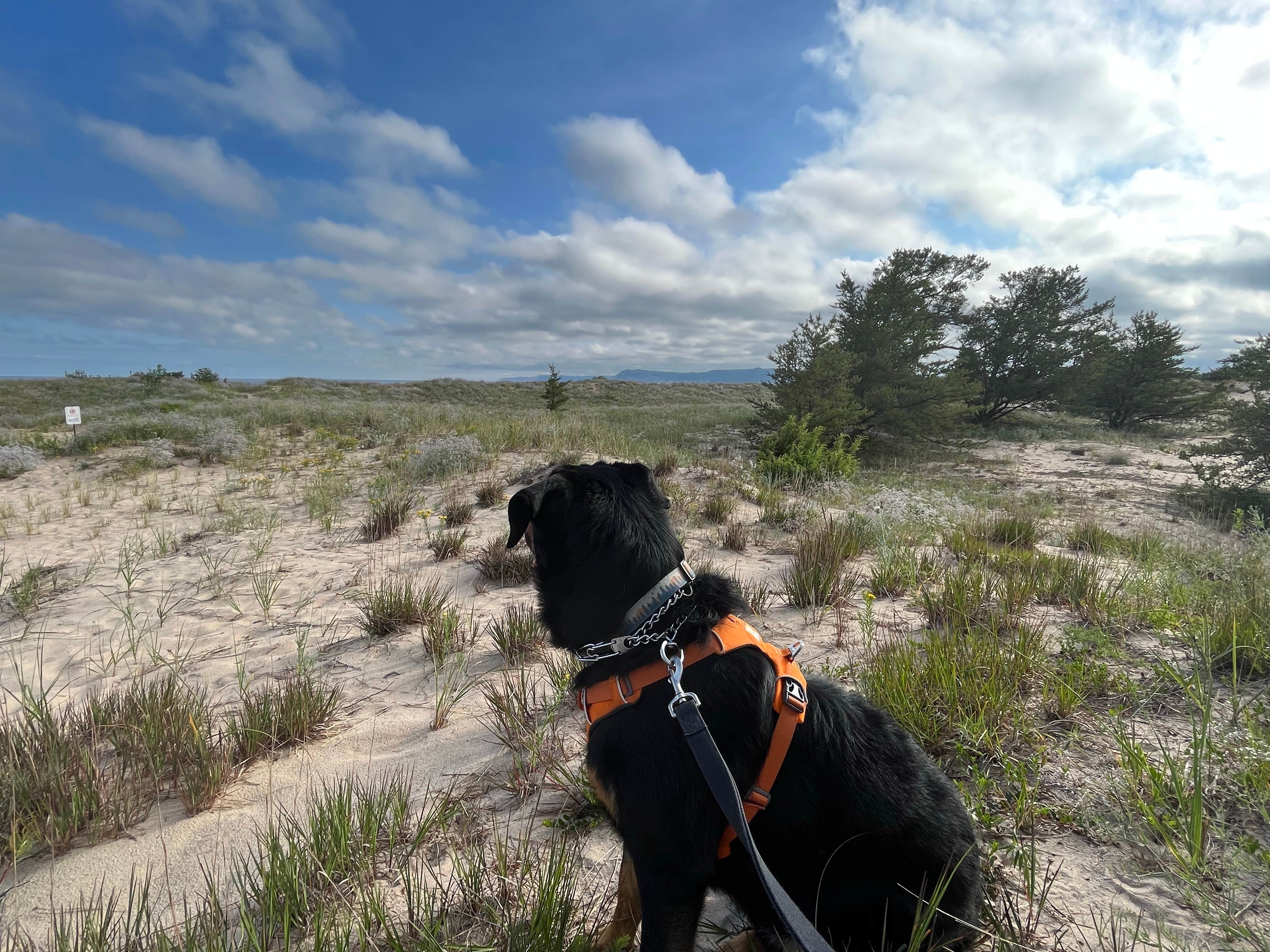 CHris B.'s photo of camping with pets at Platte River Campground — Sleeping Bear Dunes National Lakeshore near Beulah, MI