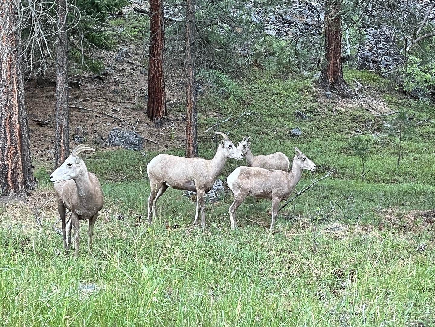 Camper-submitted photo at Harrys Flat near Stevensville, MT