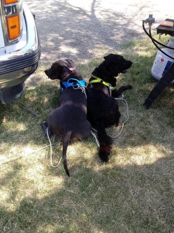 Danielle L.'s photo of camping with pets at Buena Vista Aquatic Recreational Area in California