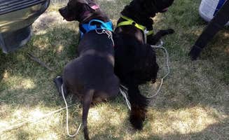 Danielle L.'s photo of camping with pets at Buena Vista Aquatic Recreational Area near Greenfield, CA