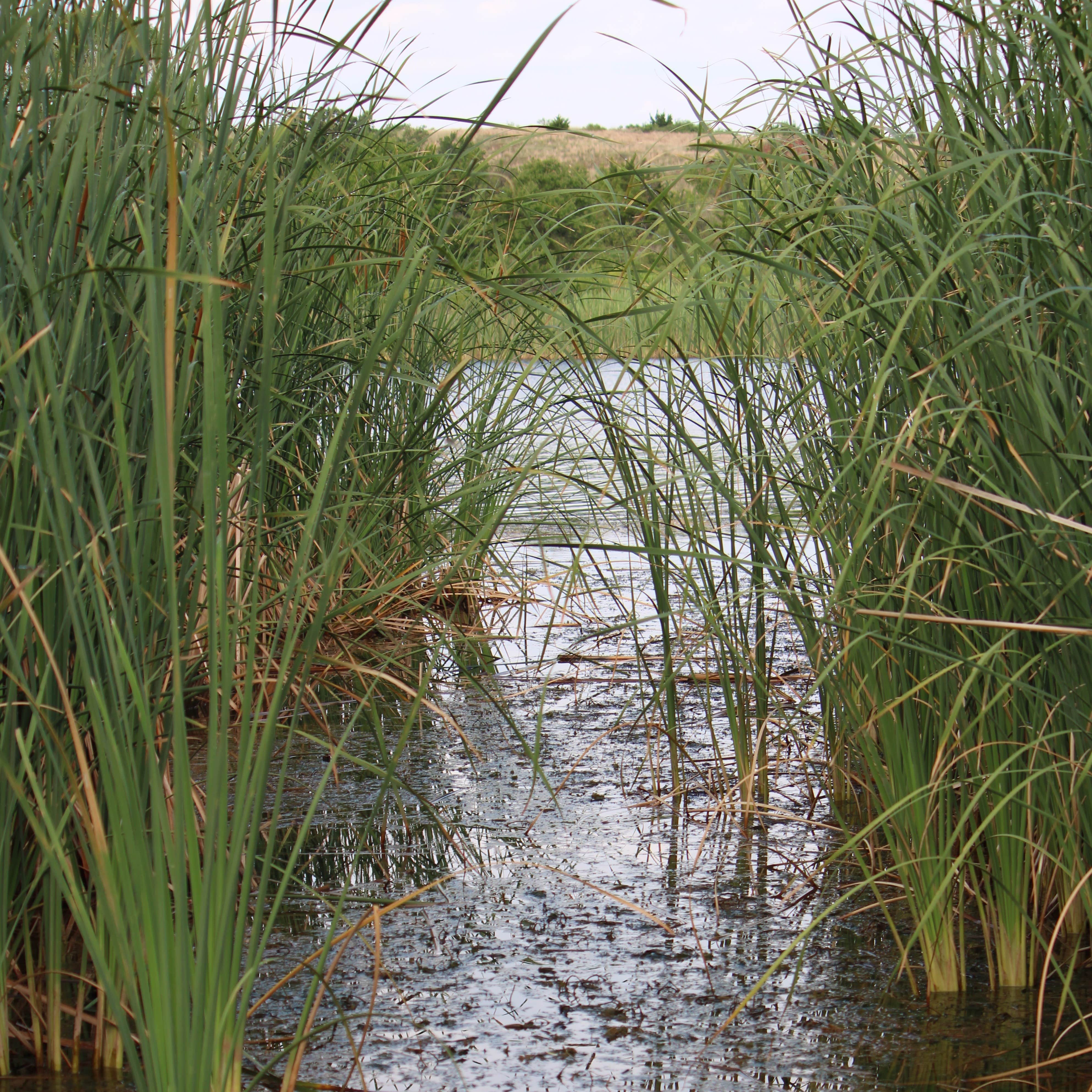 Black Kettle National Grassland - Wikipedia