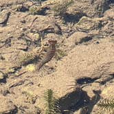 Review photo of Alta Lakes Campground (Dispersed) by Ronnie S., July 17, 2022