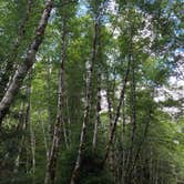 Review photo of Hoh Rain Forest - Olympic National Park by allison W., July 17, 2022
