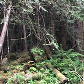 Review photo of Hoh Rain Forest - Olympic National Park by allison W., July 17, 2022