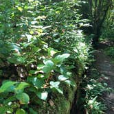 Review photo of Hoh Rain Forest - Olympic National Park by allison W., July 17, 2022