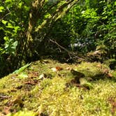 Review photo of Hoh Rain Forest - Olympic National Park by allison W., July 17, 2022