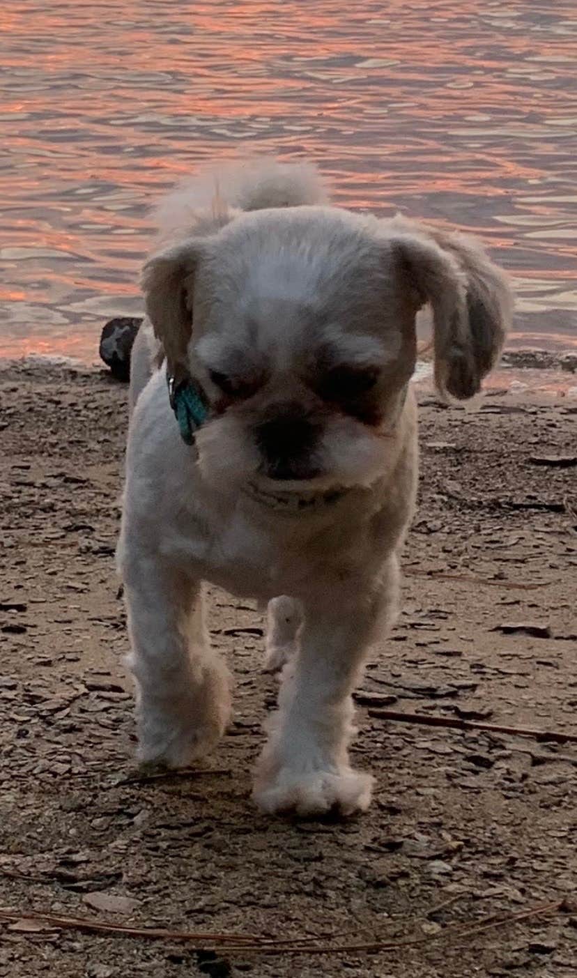 Ronna W.'s photo of camping with pets at Woodring Campground near Resaca, GA