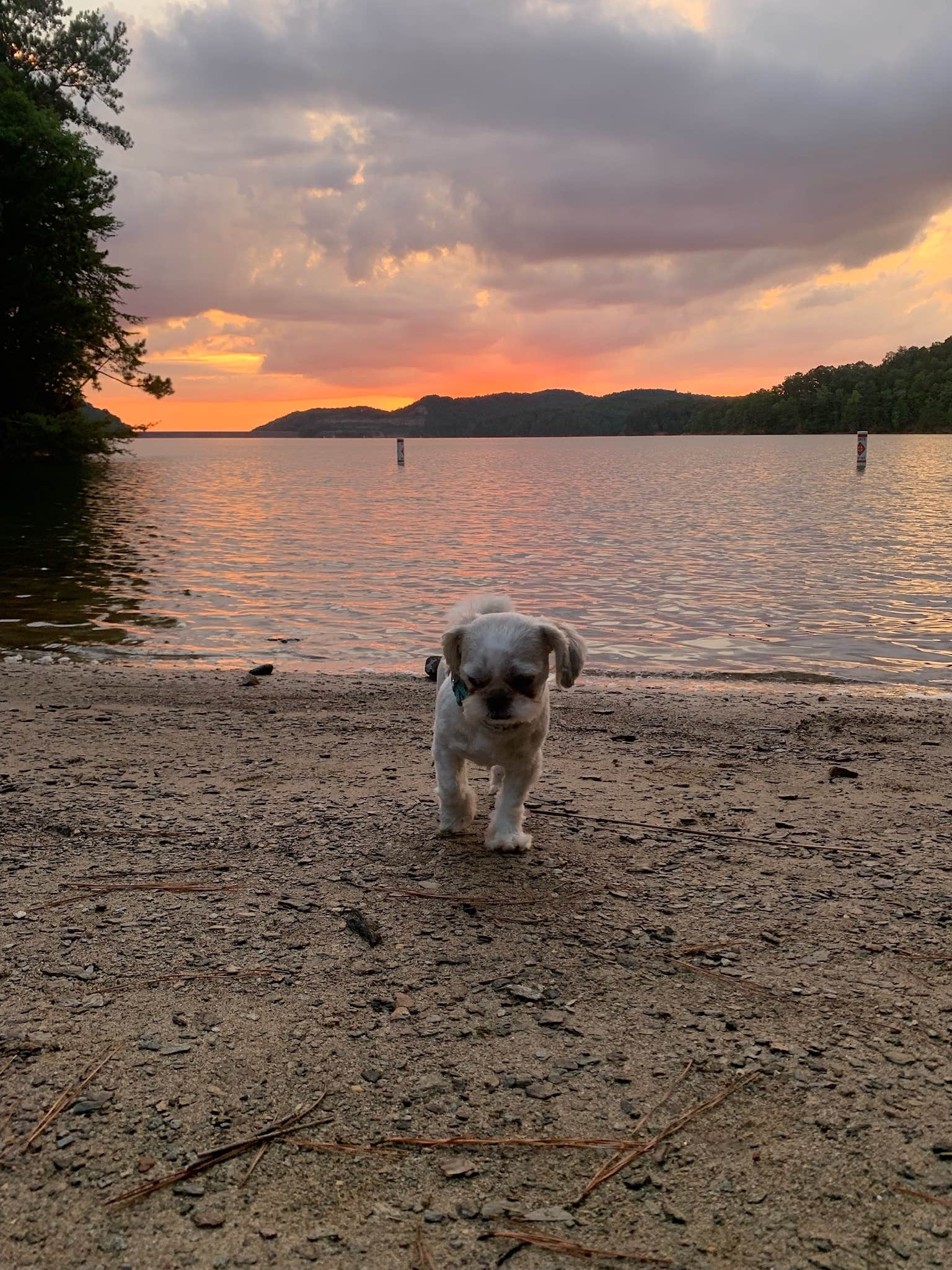 Ronna W.'s photo of camping with pets at Woodring Campground near Cartersville, GA