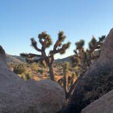 Review photo of Indian Cove Campground — Joshua Tree National Park by Autumn O., July 17, 2022