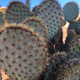 Review photo of Indian Cove Campground — Joshua Tree National Park by Autumn O., July 17, 2022