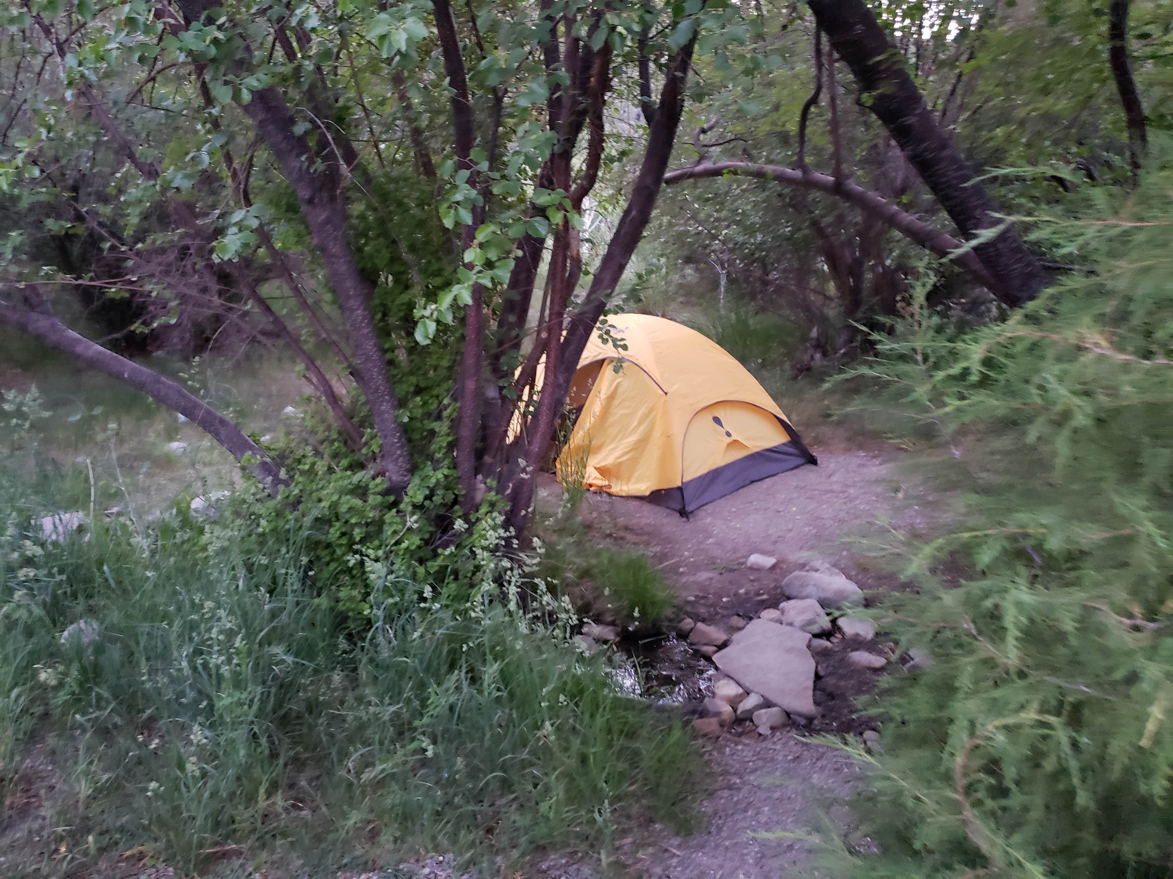 Dexter I.'s photo at Lower Lehman Creek Campground — Great Basin National Park in Nevada